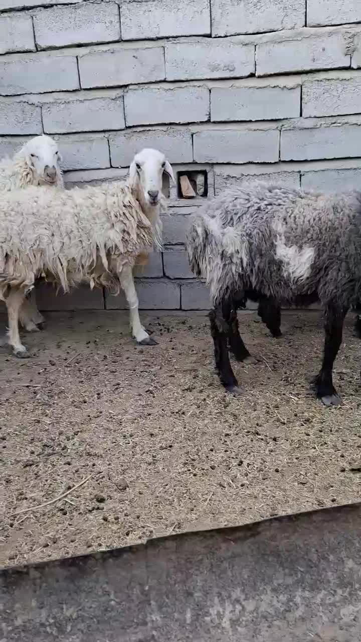 گوسفند ابستن|حیوانات مزرعه|میرجاوه, |دیوار