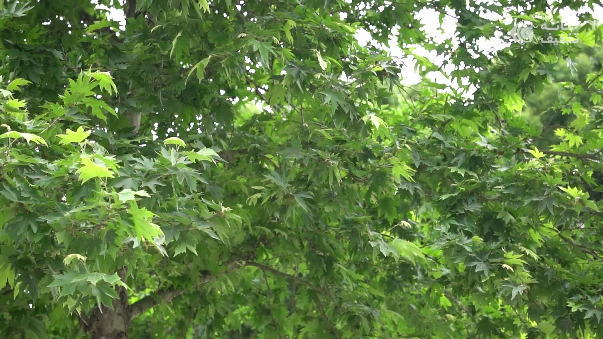 آشپز صبحانه ایرانی ، خدماتی تایم شب|استخدام خدمات فروشگاه و رستوران|لاهیجان, حزین|دیوار