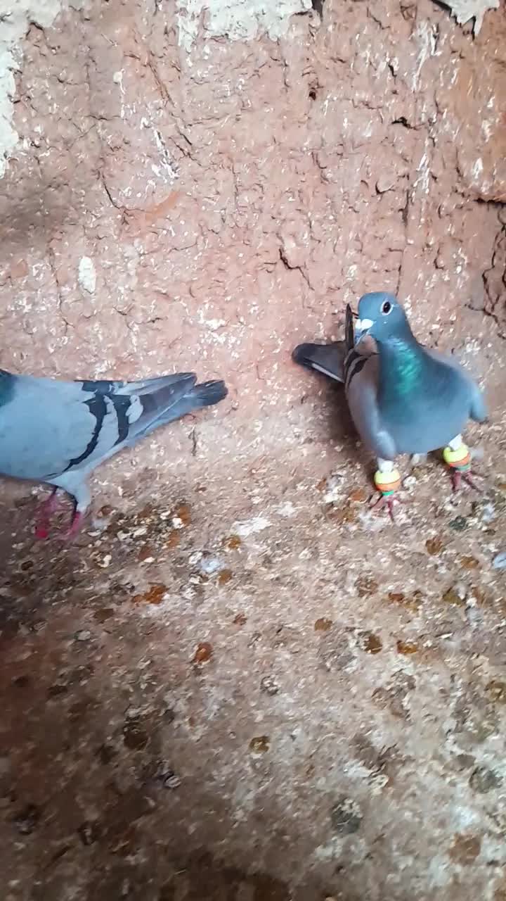 کفتر سبز|پرنده|تربت جام, جامرود|دیوار