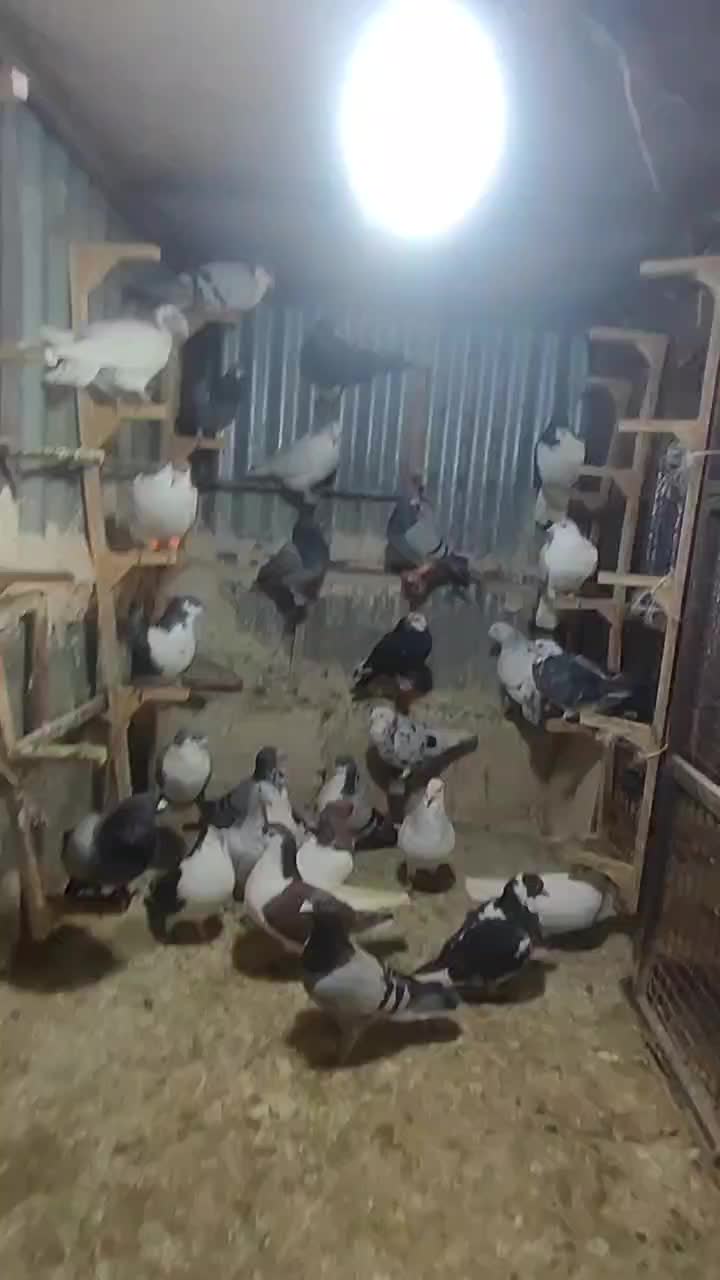 کفتر پرشی بوم|پرنده|مشهد, کوشش|دیوار