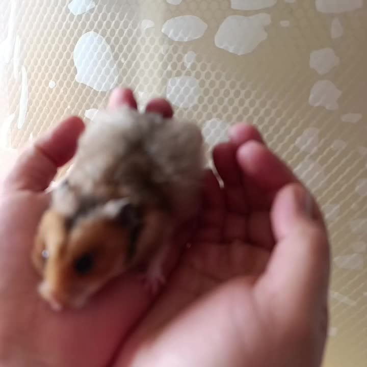 همستر ماده بامزه|موش و خرگوش|یزد, |دیوار