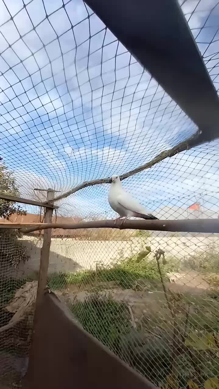 کبوتر|پرنده|رشت, رشتیان|دیوار