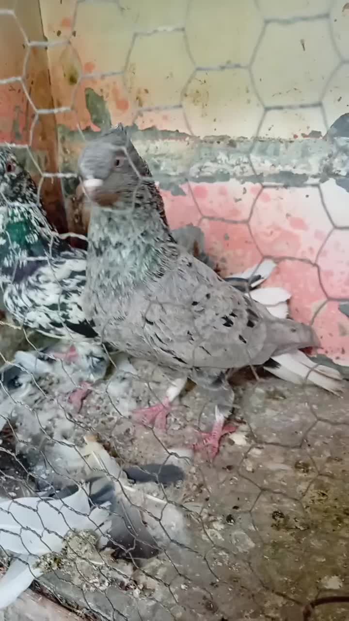 کبوتر اشعل|پرنده|بندرعباس, |دیوار