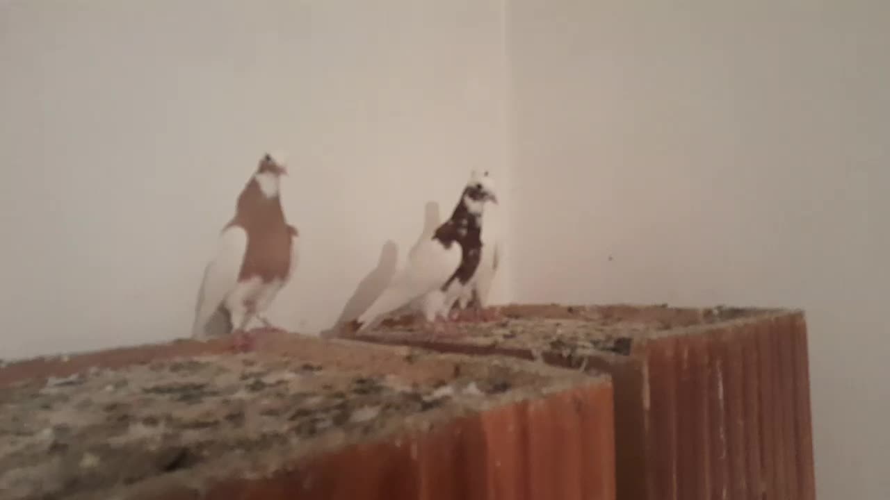 یک جفت فره طوقی و یدونه سفید|پرنده|بناب, |دیوار