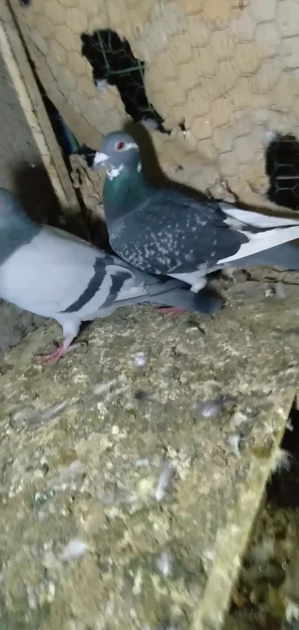 کفتر|پرنده|باغستان, |دیوار