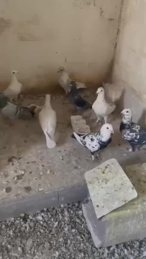 کبوتر پلاکی جوجه بون|پرنده|شیراز, حومه شیراز|دیوار