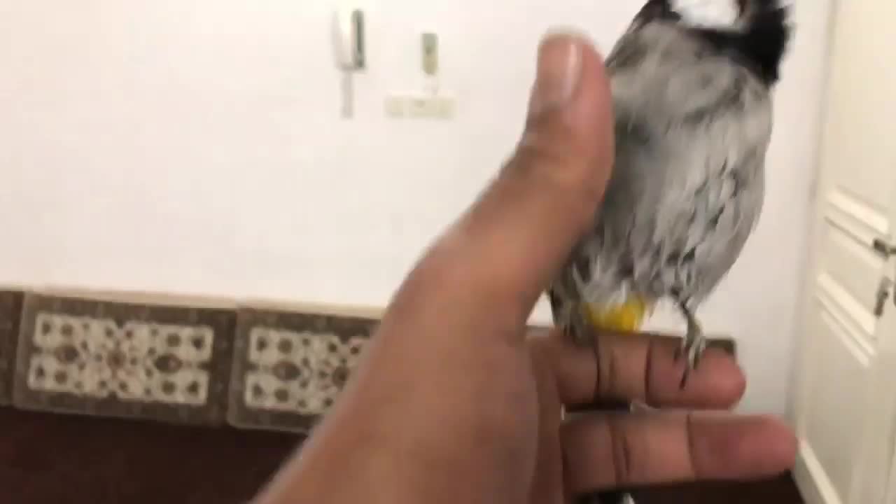 قناری سهره اهوازی نر و ماده|پرنده|قم, کلهری|دیوار