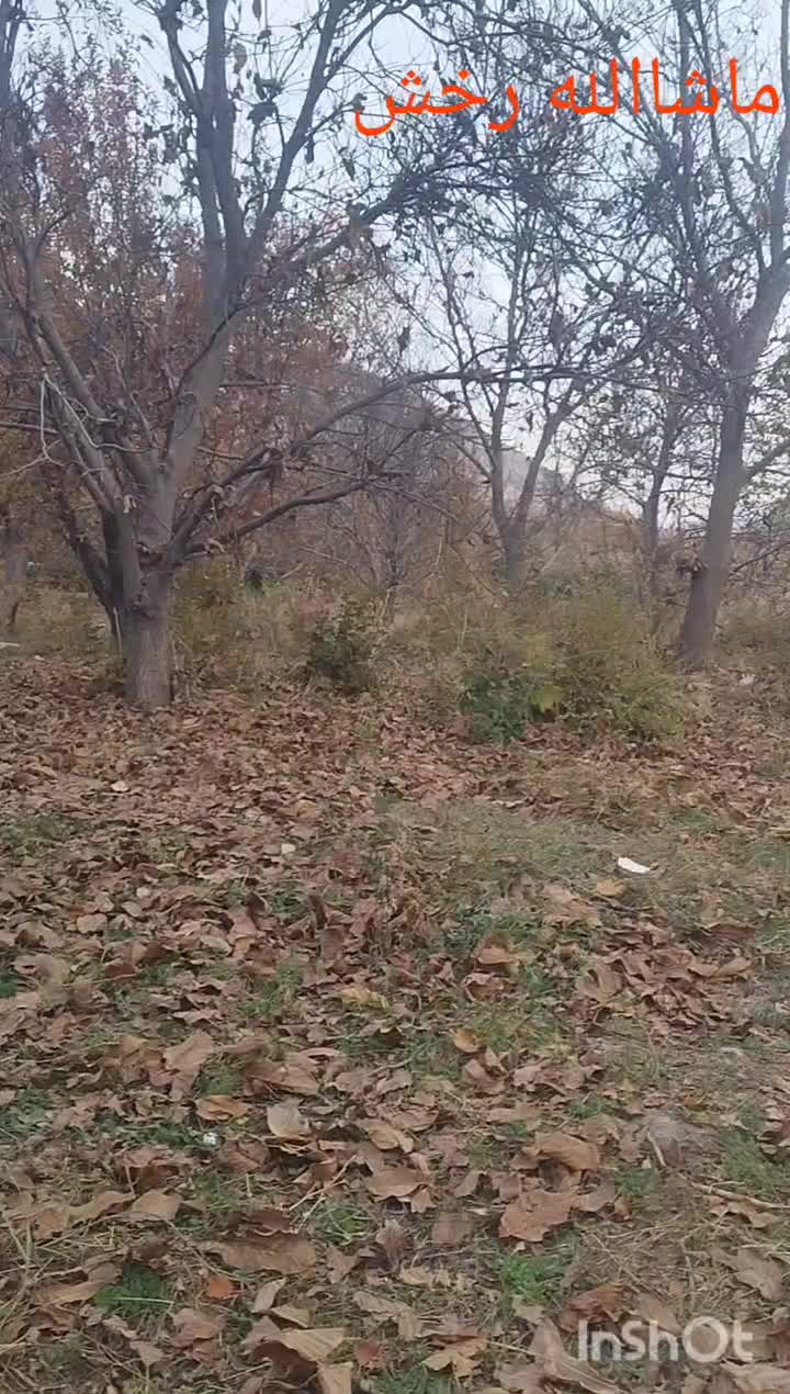 فروش اسب|اسب و تجهیزات اسب‌سواری|یاسوج, |دیوار