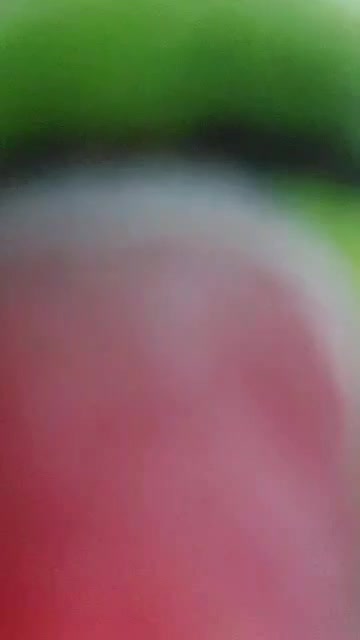 طوطی فوق سخن گو|پرنده|اصفهان, باغ دریاچه|دیوار