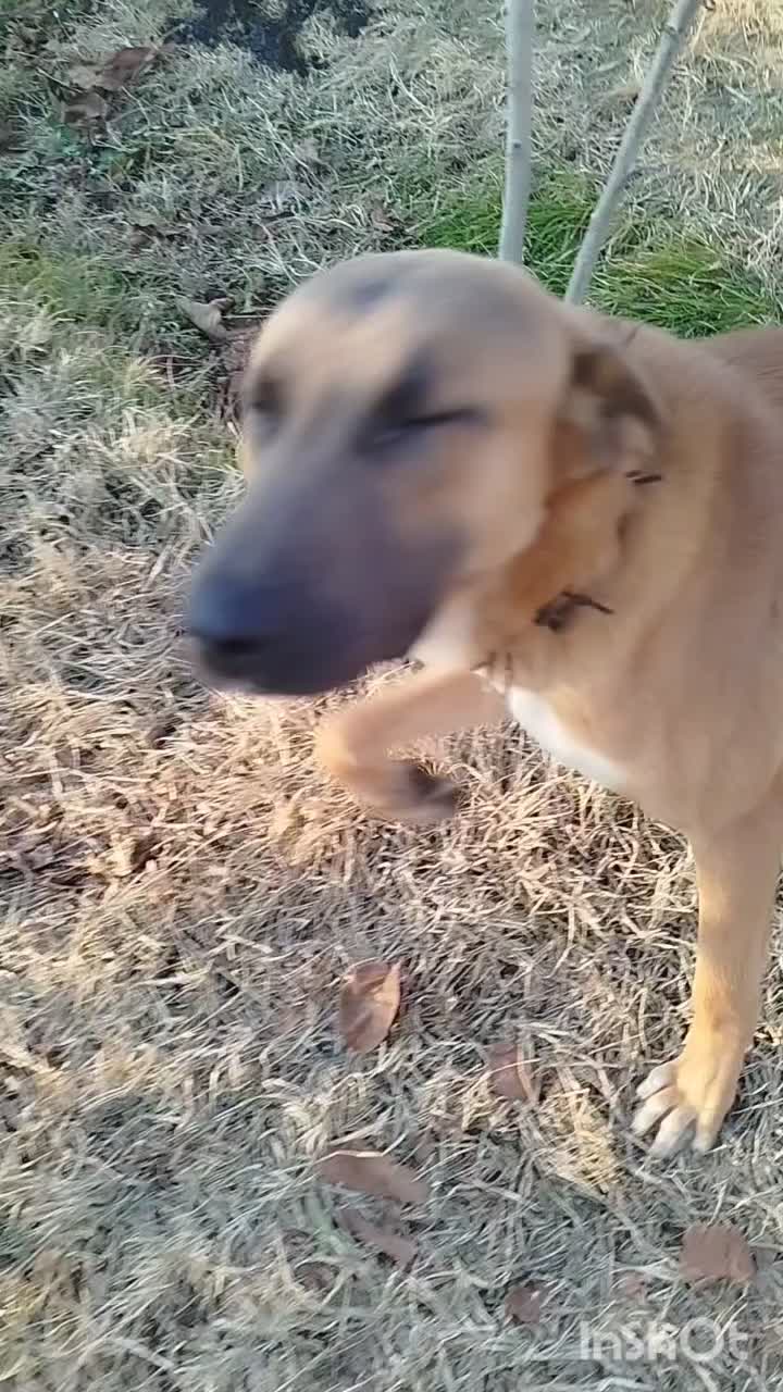 سگ سرابی|سگ|شبستر, |دیوار