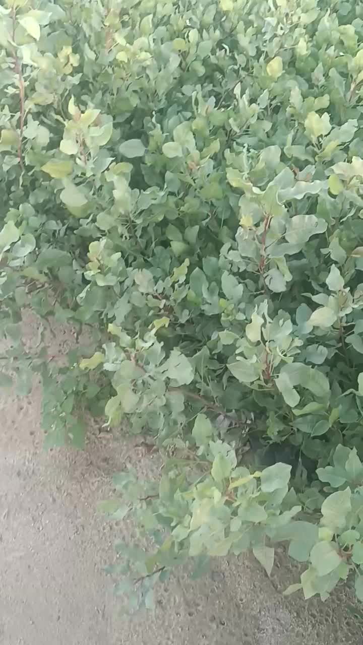 فروش نهال پسته|خدمات باغبانی و درختکاری|شیراز, سفیرشمالی|دیوار