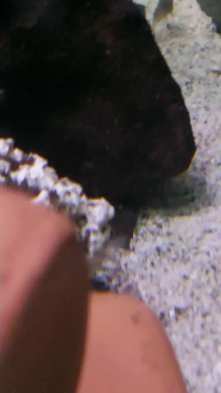 انواع ماهیای خاص زینتی|ماهی|بندر ماهشهر, |دیوار