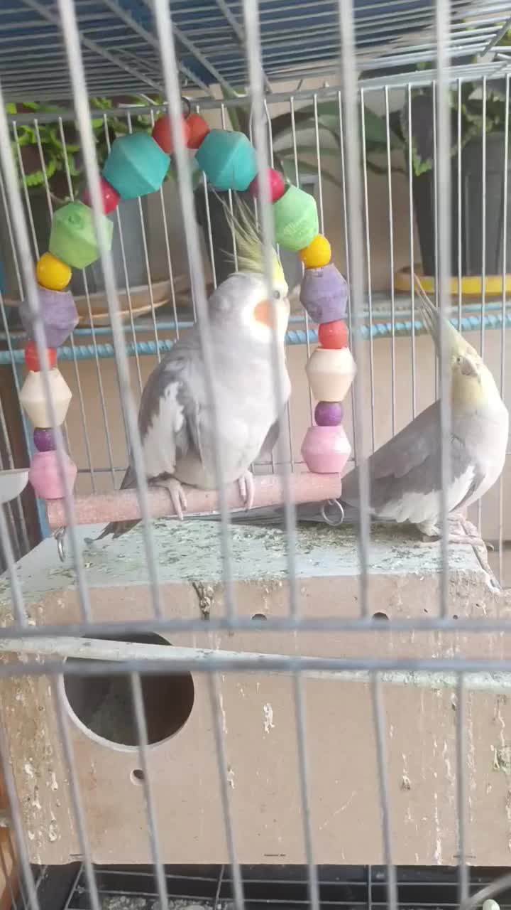 پرنده|پرنده|مسجد سلیمان, |دیوار