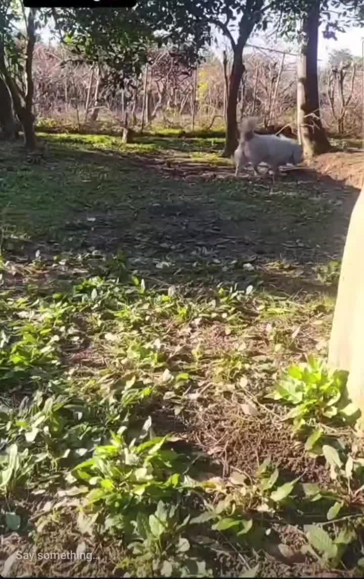 سگ سامویید|سگ|رحیمآباد, |دیوار