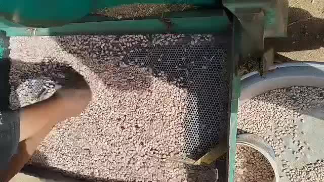 لوبیا چیتی|عمدهفروشی|صومای برادوست, |دیوار