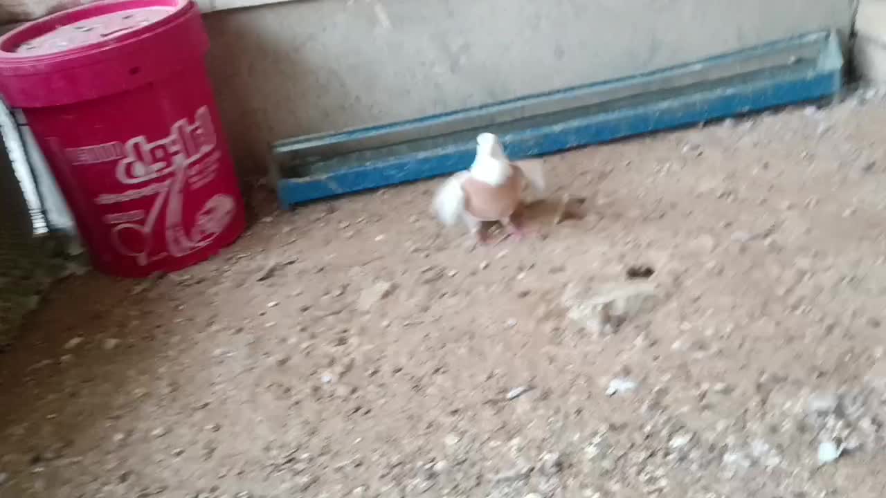 طوقی|پرنده|کرخه, |دیوار