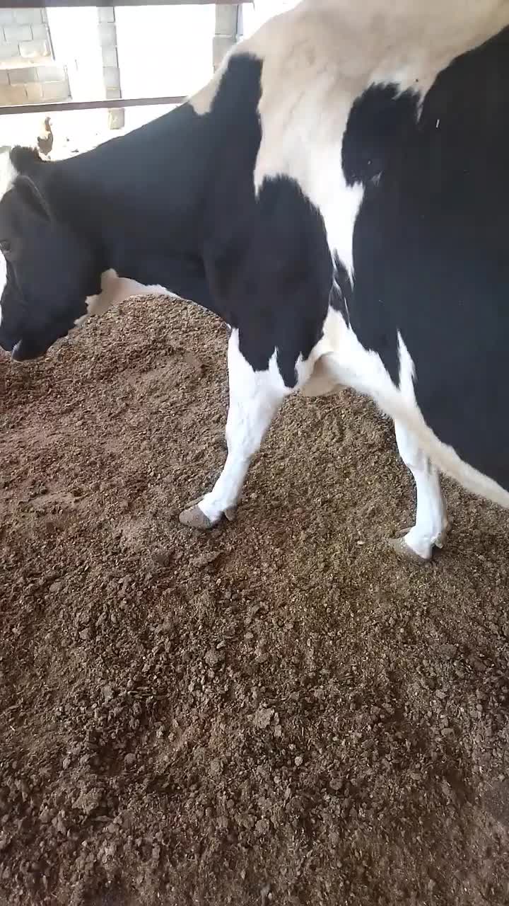 فروش گاو شیری|حیوانات مزرعه|میمند, |دیوار