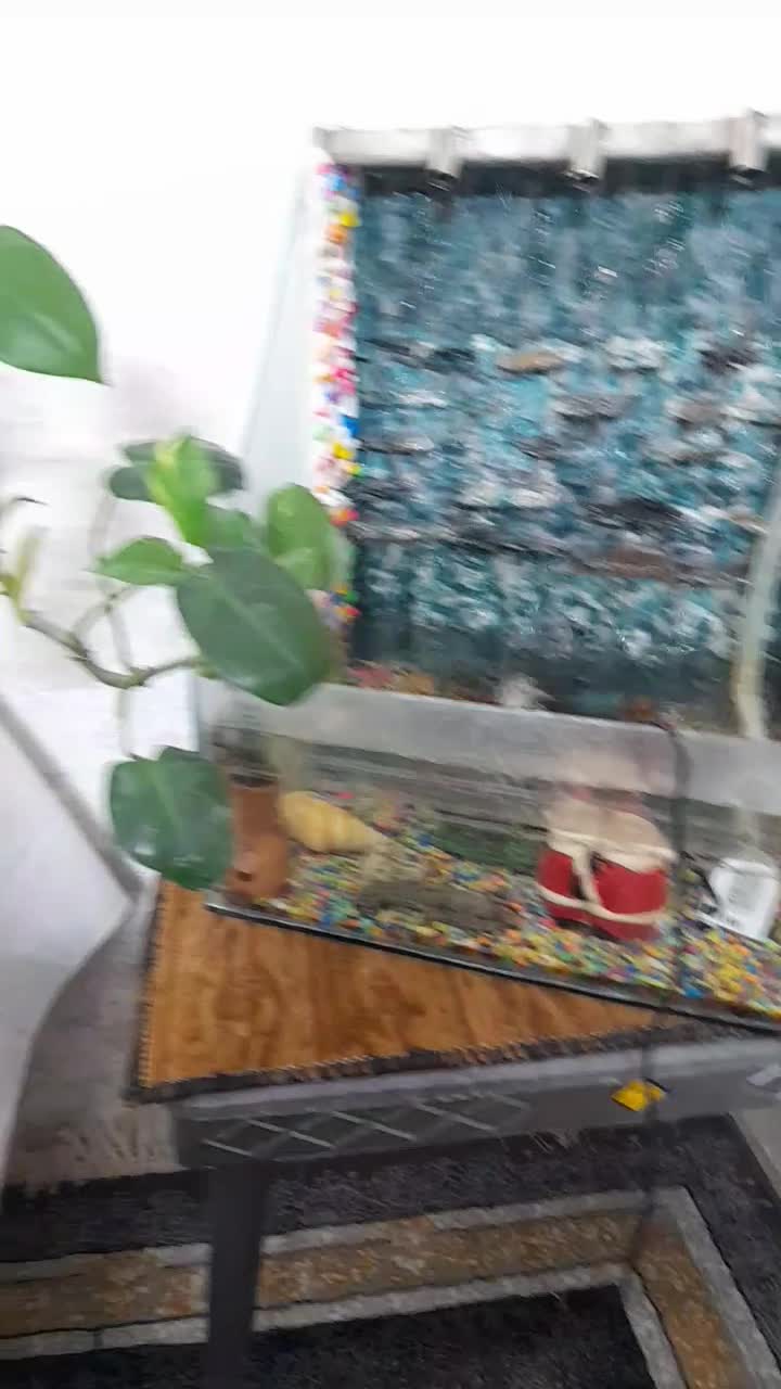 آبنما|ماهی|مشهد, شفا|دیوار