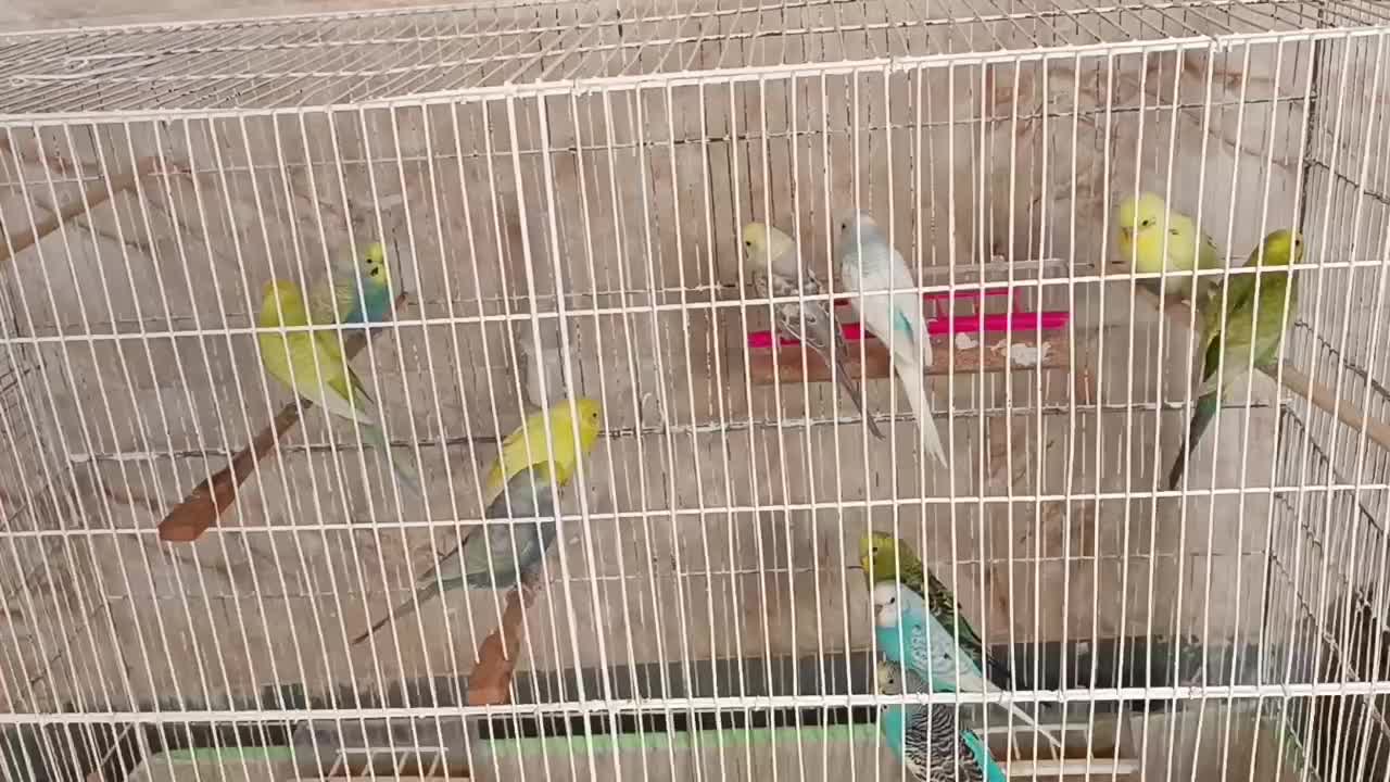 مرغ عشق|پرنده|دوگنبدان, |دیوار