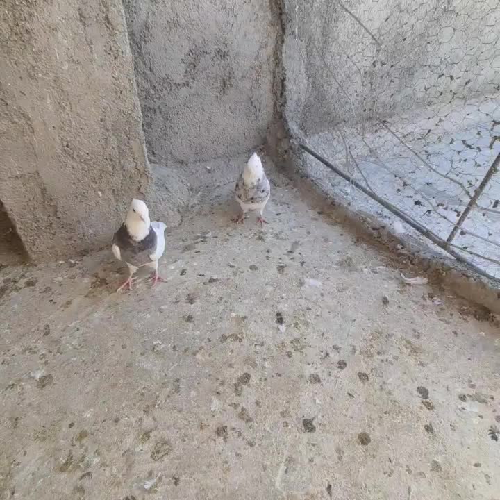 طوقی نرو ماده|پرنده|سنندج, |دیوار