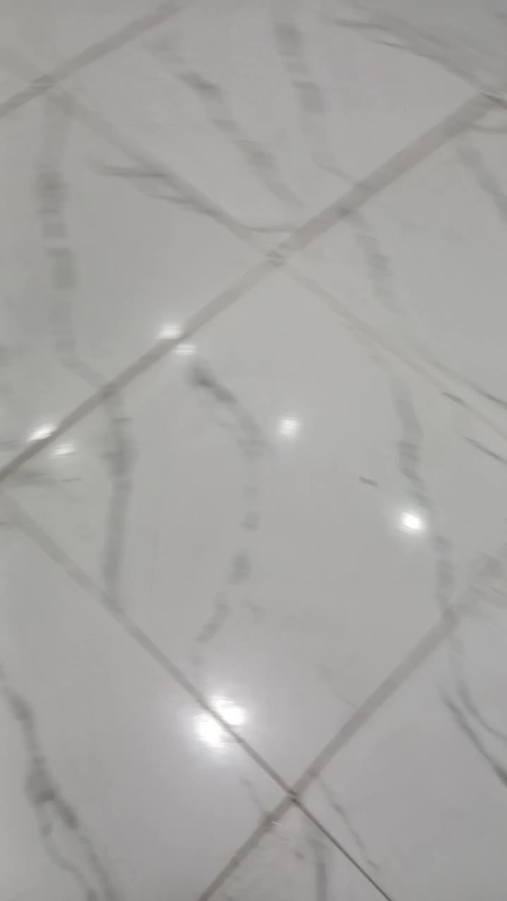 توله شیتزوتریر(فول کیفیت)|سگ|قزوین, |دیوار