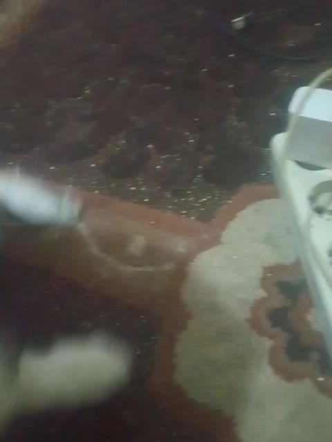 فروش یه قلاده سگ پامر وشیتزو|سگ|کرج, حیدرآباد|دیوار