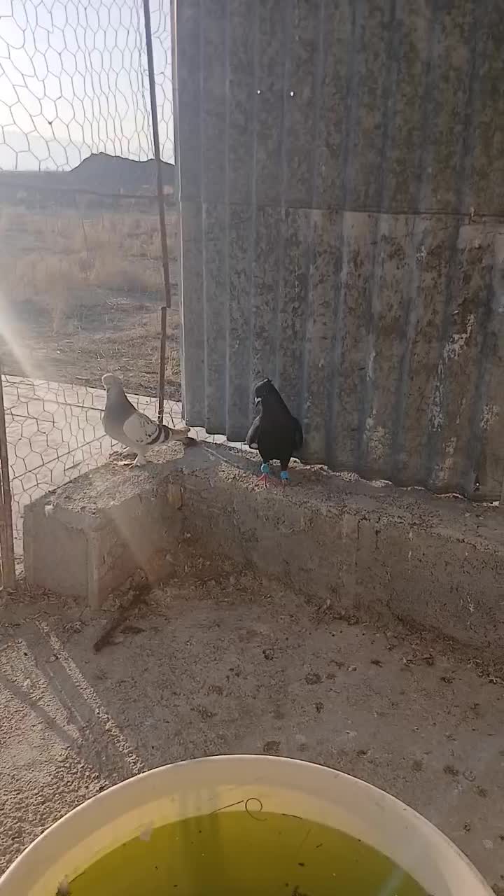 کبوتر|پرنده|مرودشت, بیست متری بیمارستان|دیوار