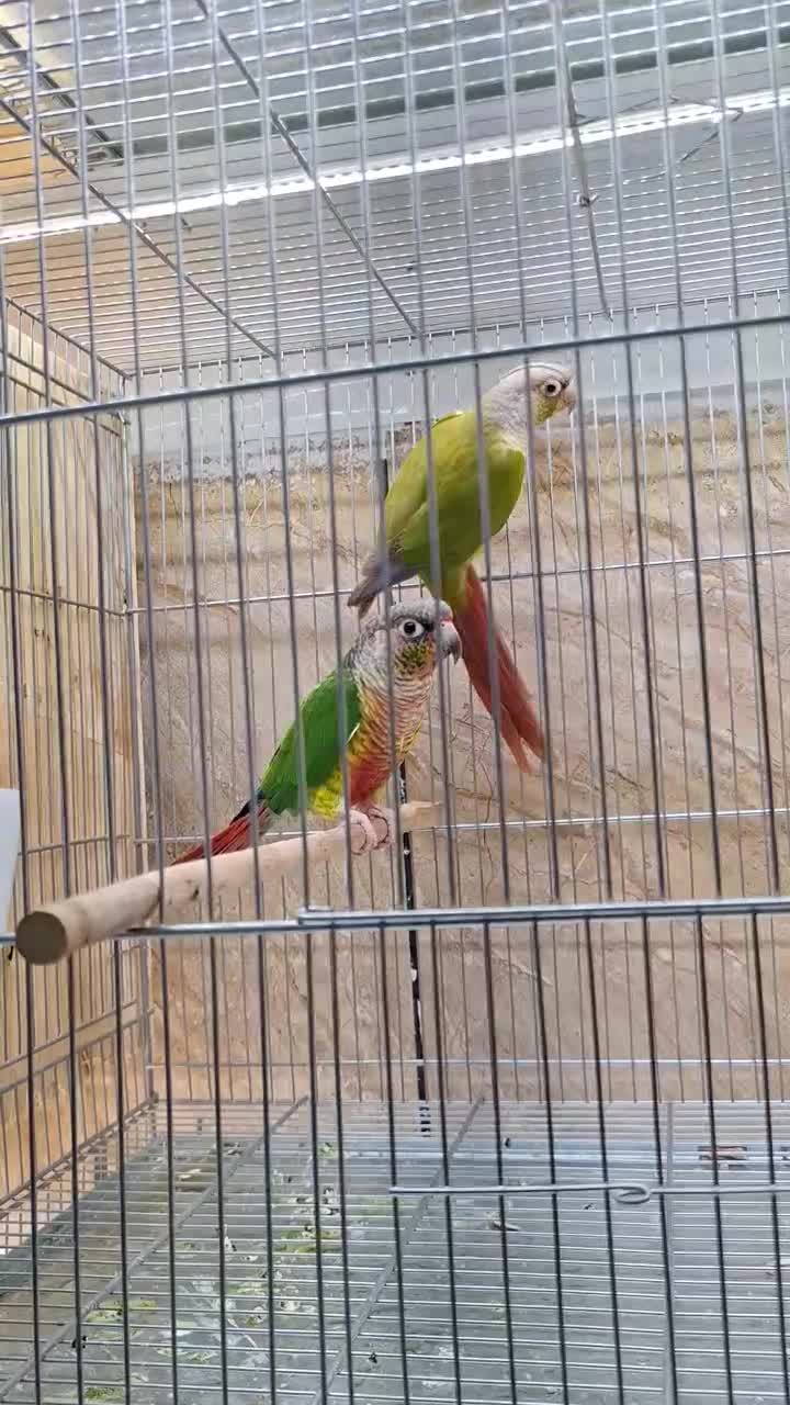 تعدادی جفت گرینچیک اناناسی و یلوساید کار داده|پرنده|مشهد, فاطمیه|دیوار