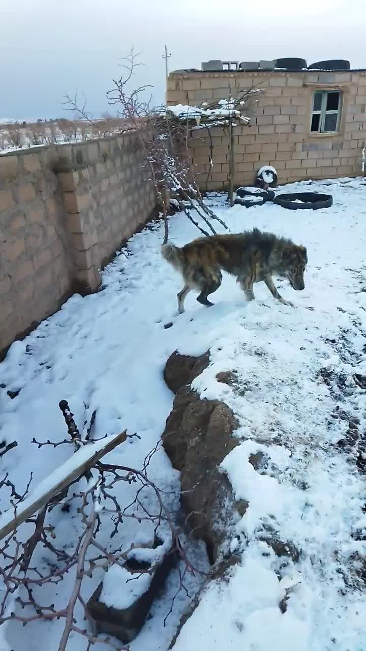 سـگ|سگ|قائن, |دیوار