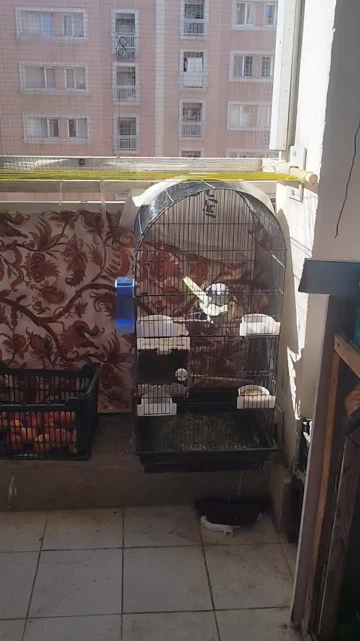 قفس بزرگ|پرنده|صدرا-فارس, فاز ۱|دیوار