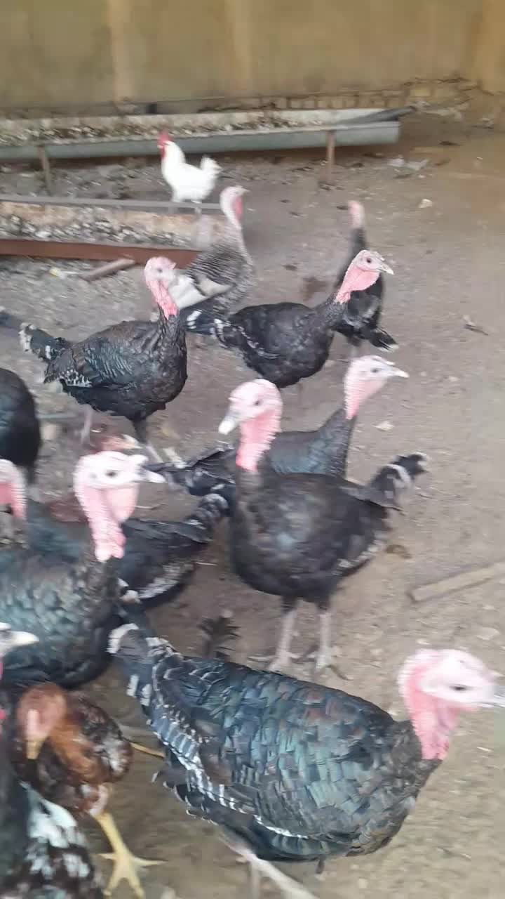 برنز انگلیسی بوقلمون|حیوانات مزرعه|تربت‌حیدریه, پائین ولایت|دیوار