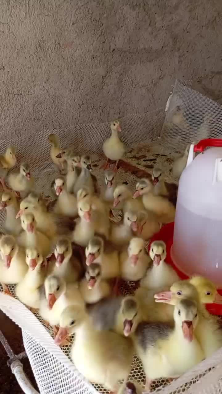 فروش جوجه غاز و قوغار دو هفته ای|حیوانات مزرعه|تهران, دکتر هوشیار|دیوار