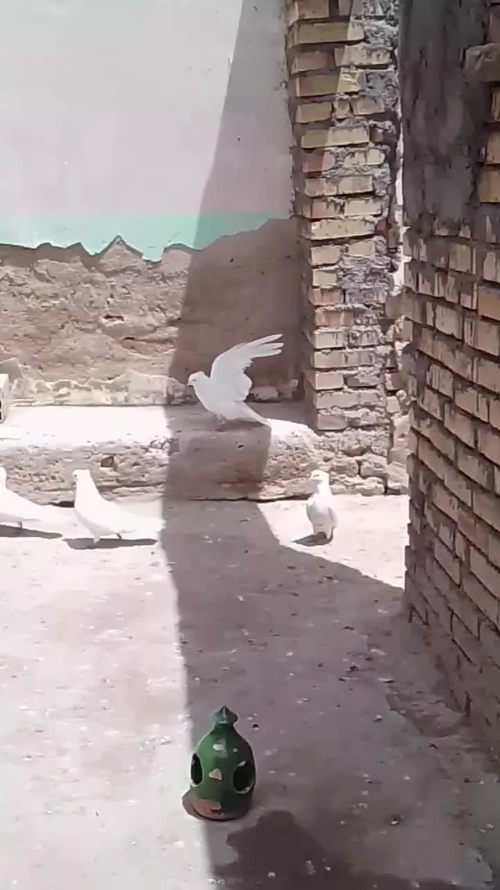 کبوتر سفید|پرنده|میانه, |دیوار