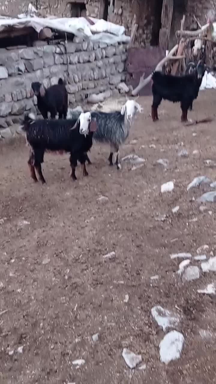 تیبز|حیوانات مزرعه|پاپی, |دیوار