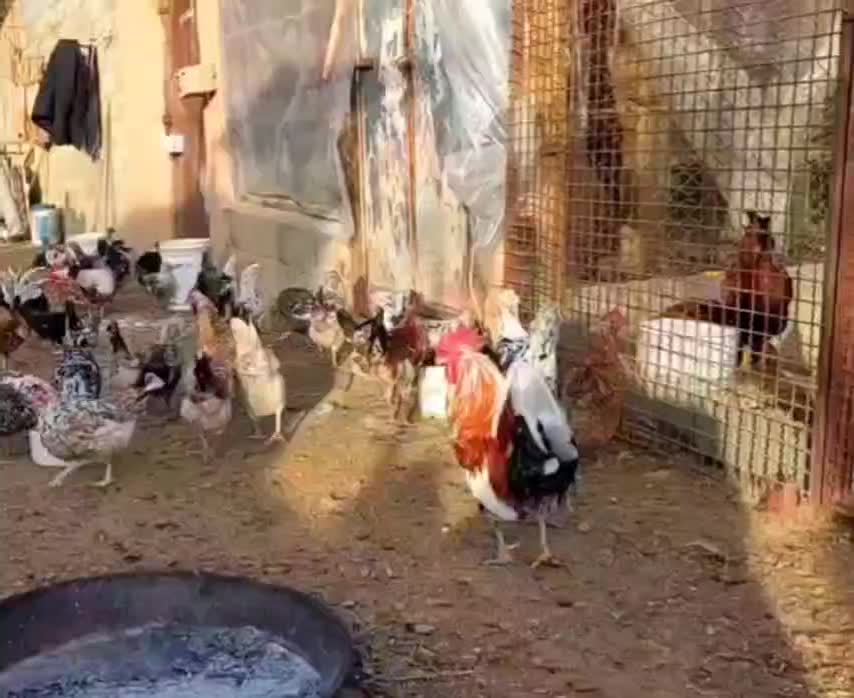 تخم مرغ نطفه دار گلین|حیوانات مزرعه|شهرضا, |دیوار