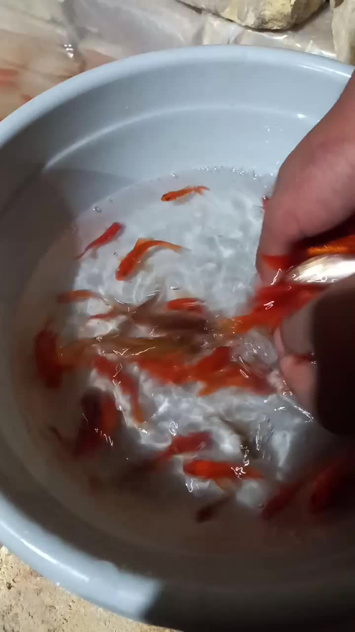 ماهی قرمز|ماهی|یزد, |دیوار