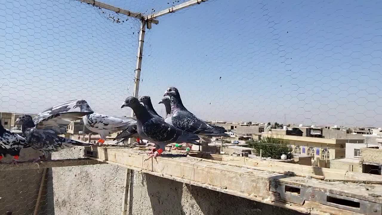 کفتر۸تا پلاکی دست اولی|پرنده|شیراز, قلعه نو|دیوار