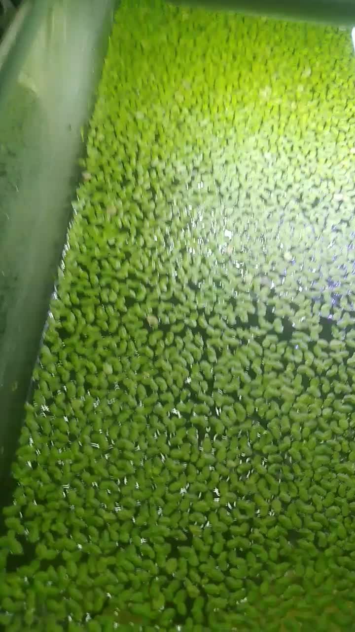 گیاه|ماهی|شیراز, فاضل|دیوار