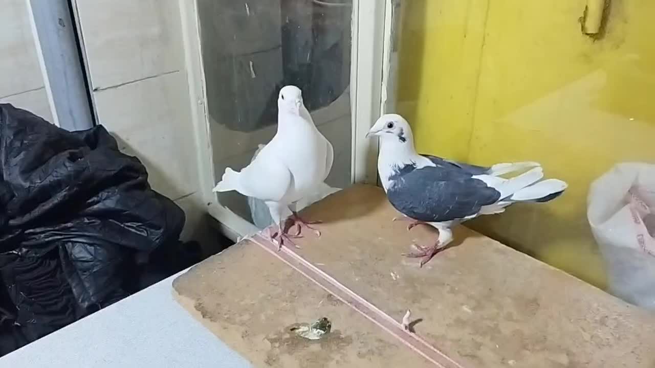 کبوتر .2عدد.پلاکی.نروماده.|پرنده|تهران, مولوی|دیوار