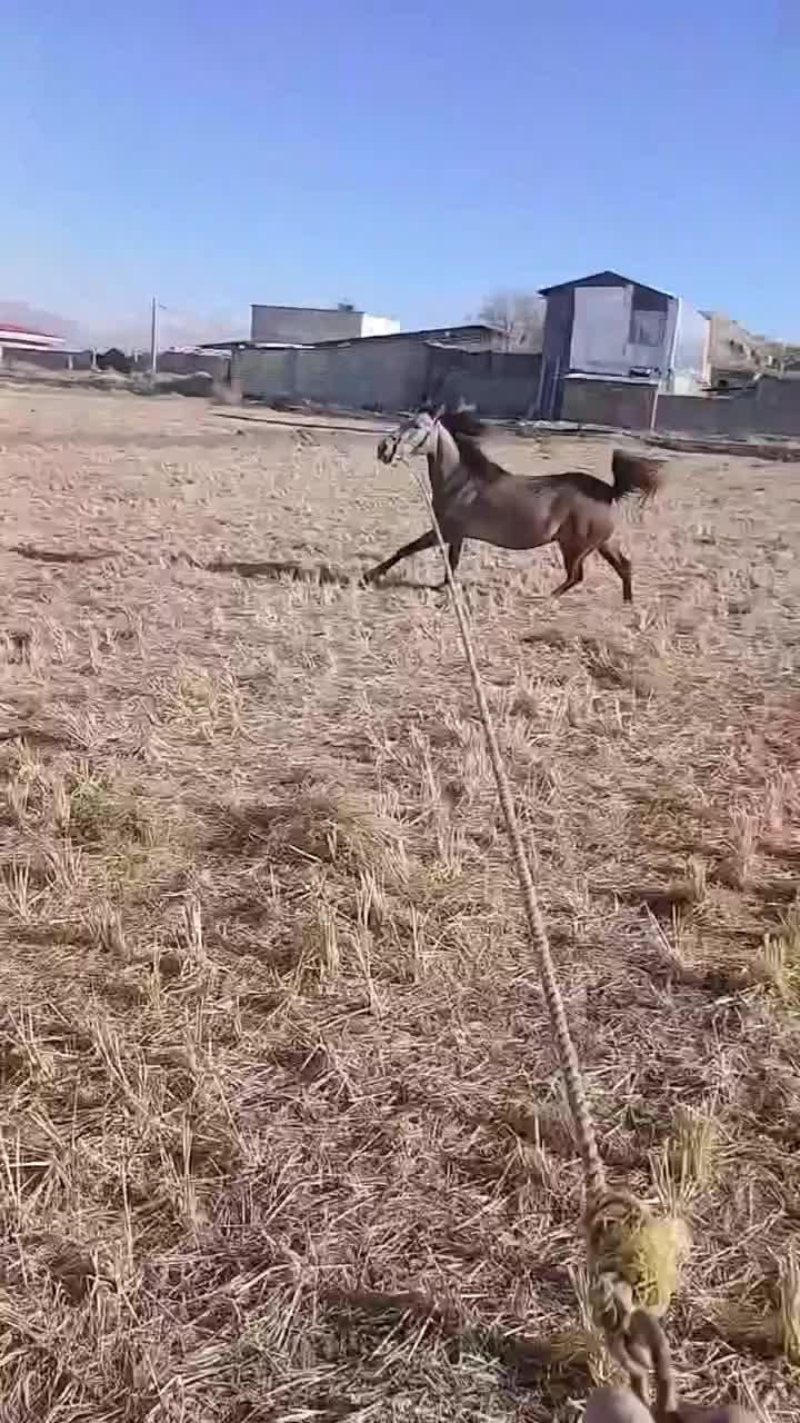 اسب|اسب و تجهیزات اسب‌سواری|دورود, |دیوار