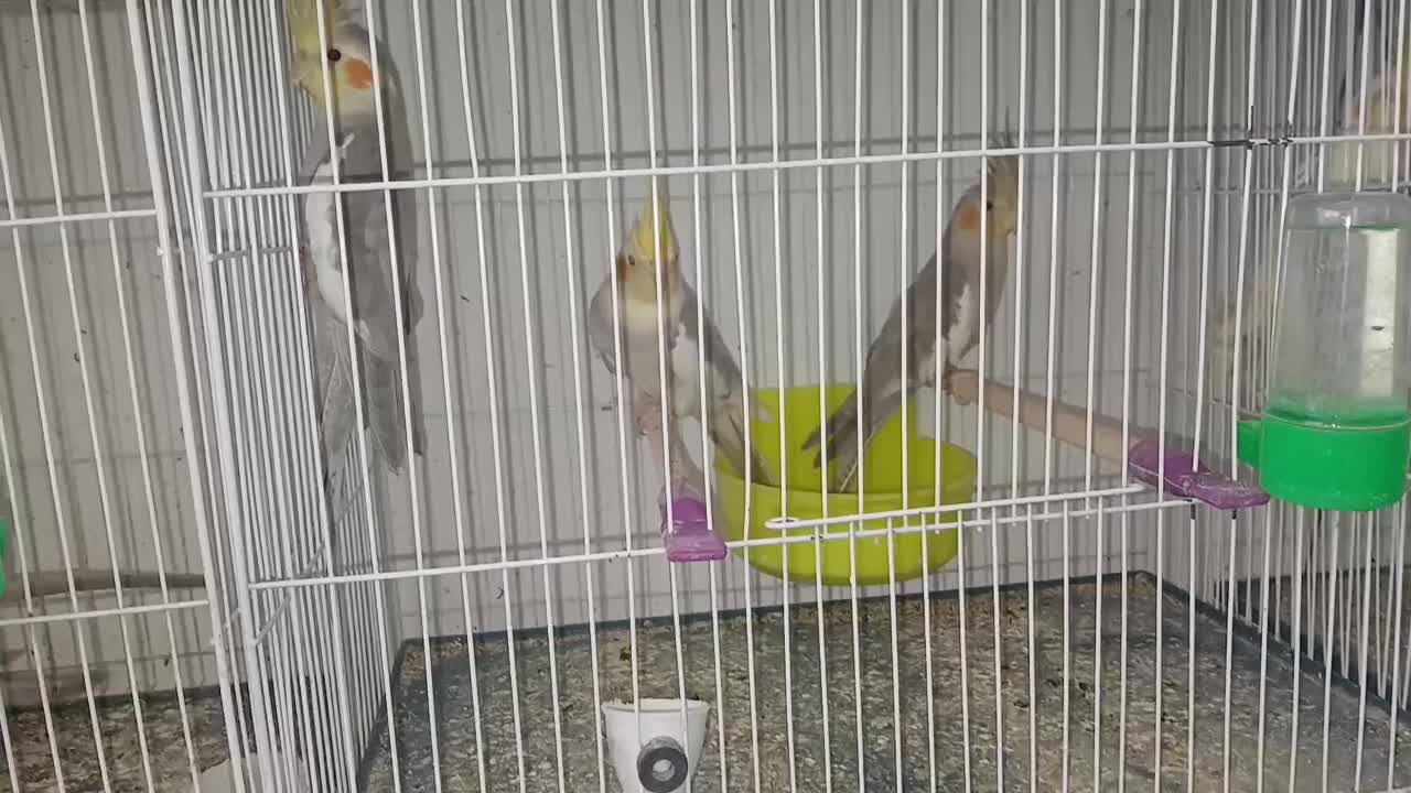 جوجه عروس هلندی|پرنده|گلبهار, شهر جدید گلبهار|دیوار