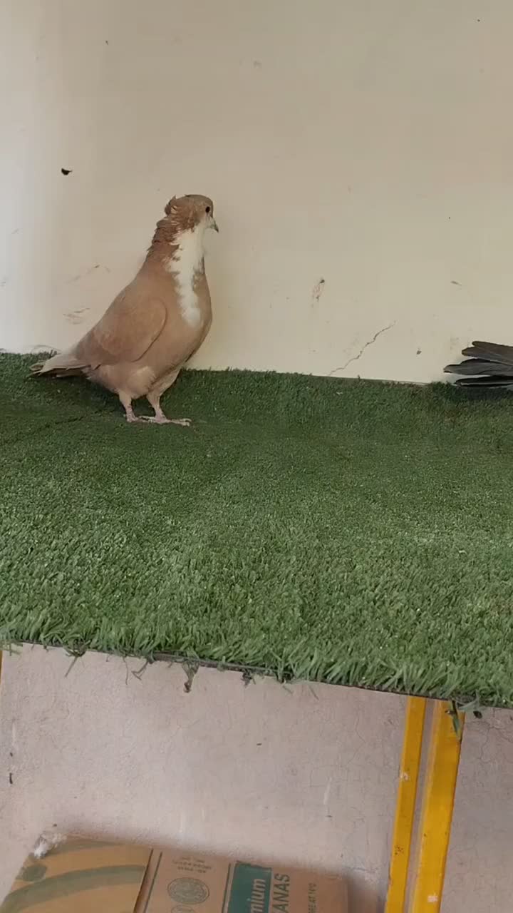 کفتر کله ، دم سفید ، خطی|پرنده|مشهد, ویلاشهر|دیوار