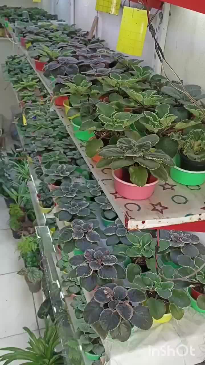 فروش بنفشه آفریقایی عمده و خرده 70ت|گل و گیاه طبیعی|مشگین شهر, |دیوار