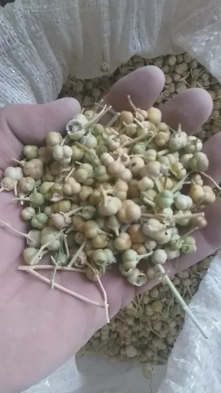 سبنج|خدمات باغبانی و درختکاری|تربت‌حیدریه, کوی شهید احمدزاده ملکی|دیوار
