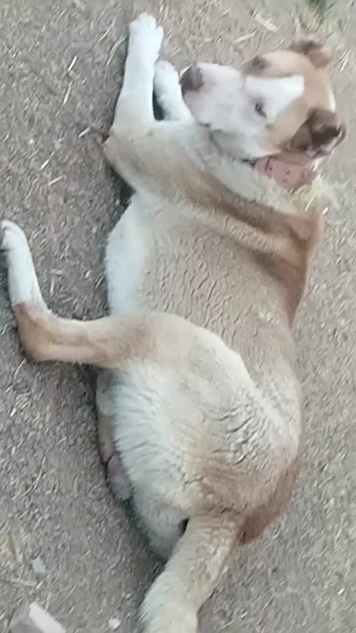 سگ گله|حیوانات|تربت جام, شهید مدرس|دیوار