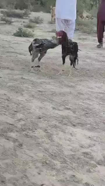 مرغ وخروس|حیوانات مزرعه|ایرانشهر, |دیوار