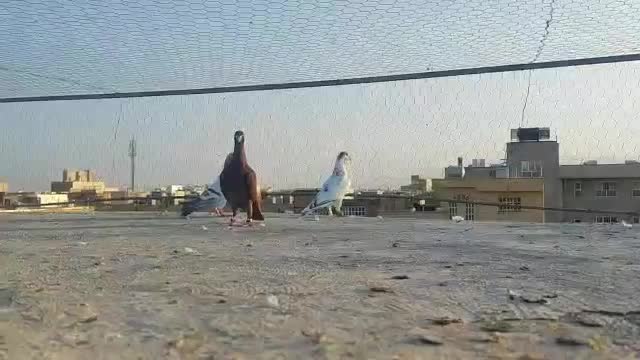 سرخ پلاکی|پرنده|شیراز, شهرک نیروی انتظامی|دیوار