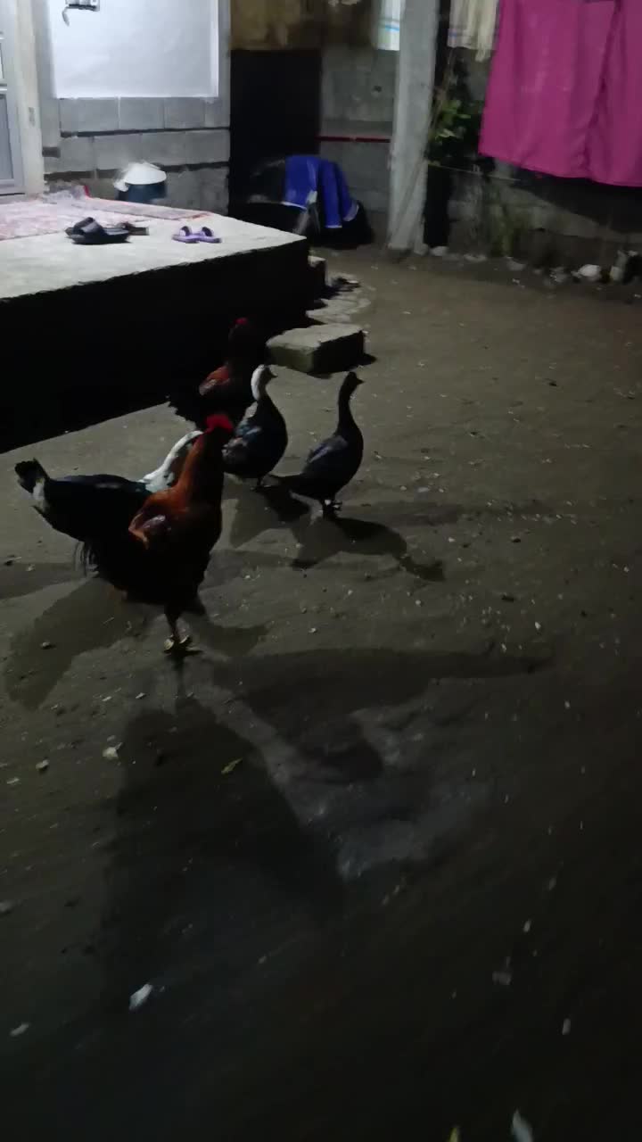 با سلام ۳عدد خروس واسه عدد اردک اسراییلی نر وماده|حیوانات مزرعه|لوندویل, |دیوار