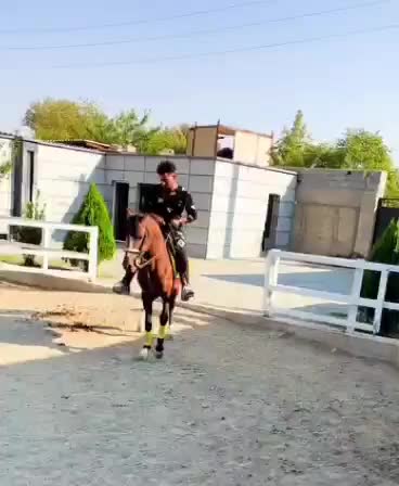 فروش یک عدد مادیان نیله و یک عدد اسب خون دار|اسب و تجهیزات اسبسواری|طالقان, |دیوار