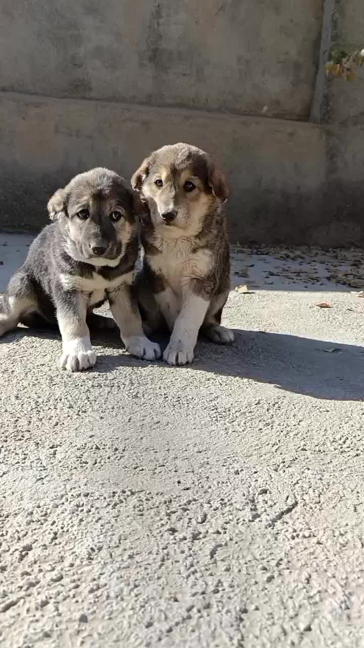 واگذاری توله سگ|سگ|تهران, خانی‌آباد|دیوار